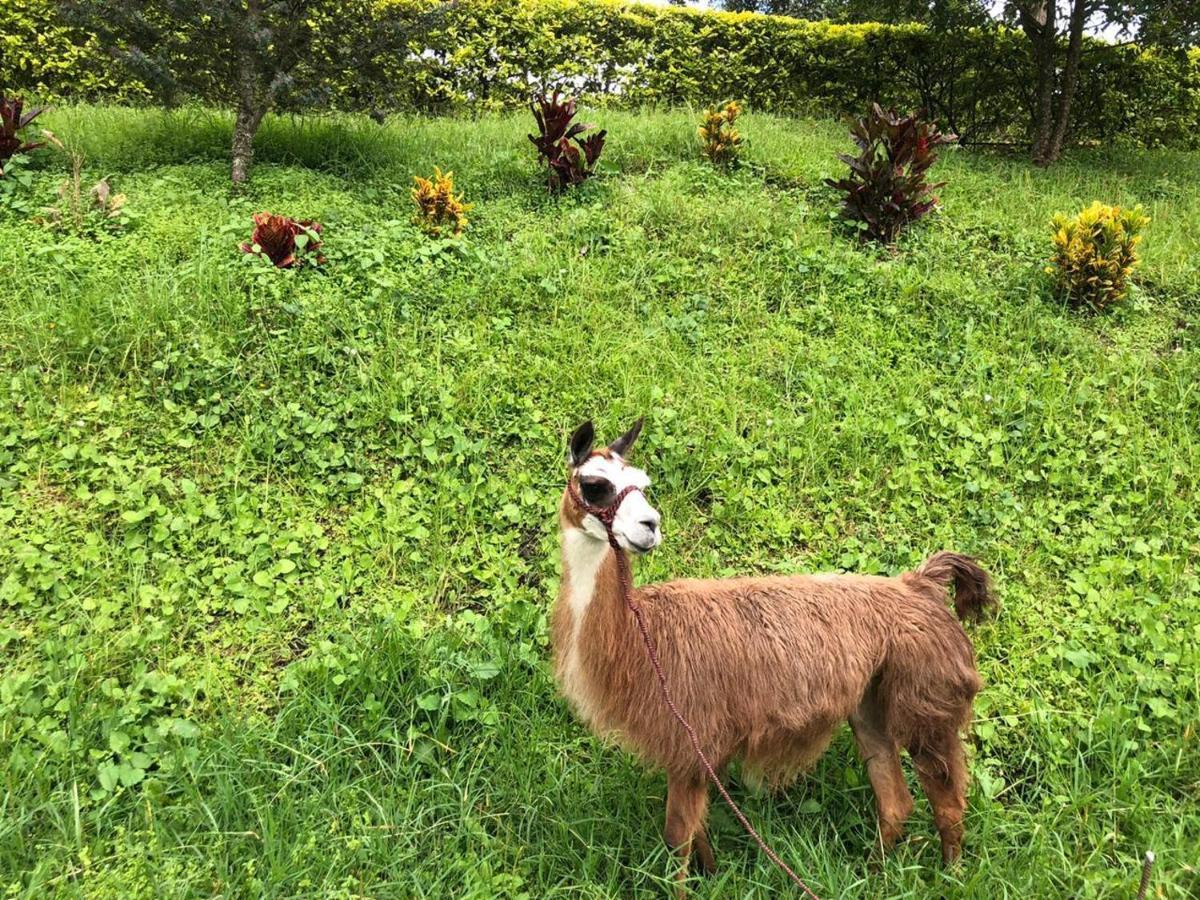Rancho Ecoturistico El Faro Hotel La Mesa  Luaran gambar
