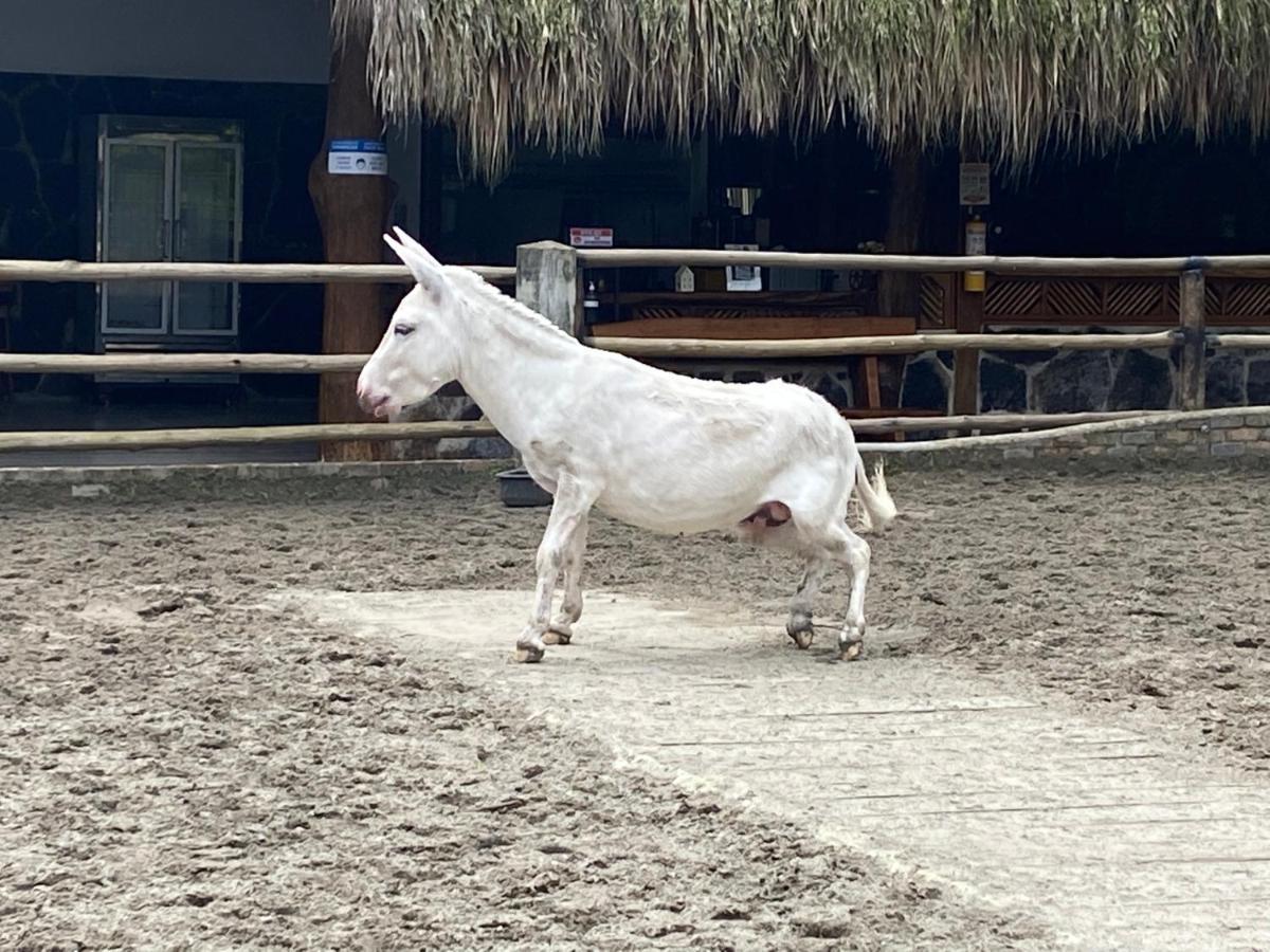 Rancho Ecoturistico El Faro Hotel La Mesa  Luaran gambar